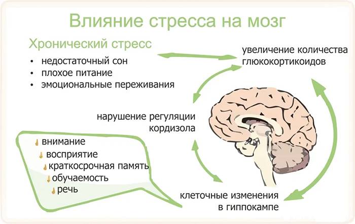 Влияние на мозг