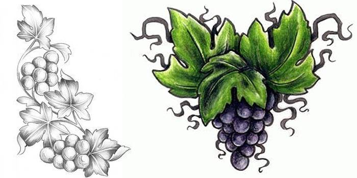 Виноградная гроздь и лоза