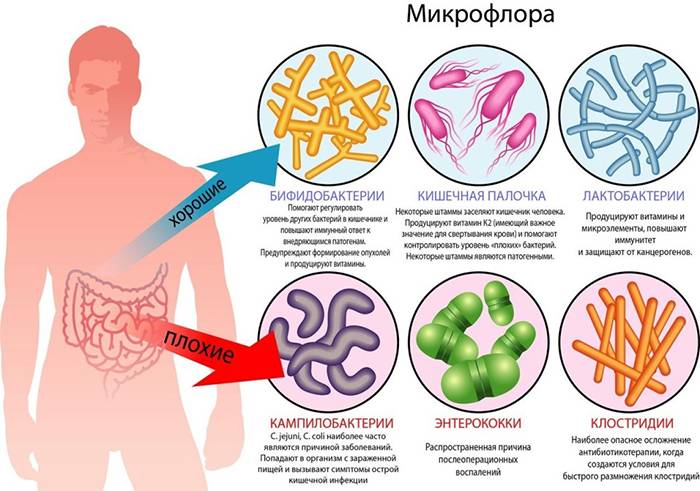 Микрофлора кишечника