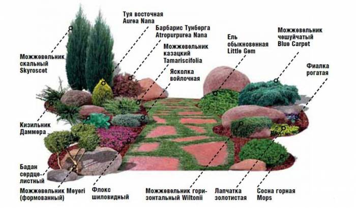 Схема расположения кустарниковых растений на участке