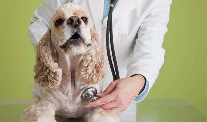 Пес у ветеринара 