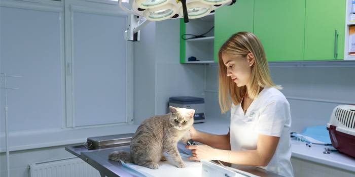 10 лучших ветеринарных клиник Москвы – рейтинг 2020