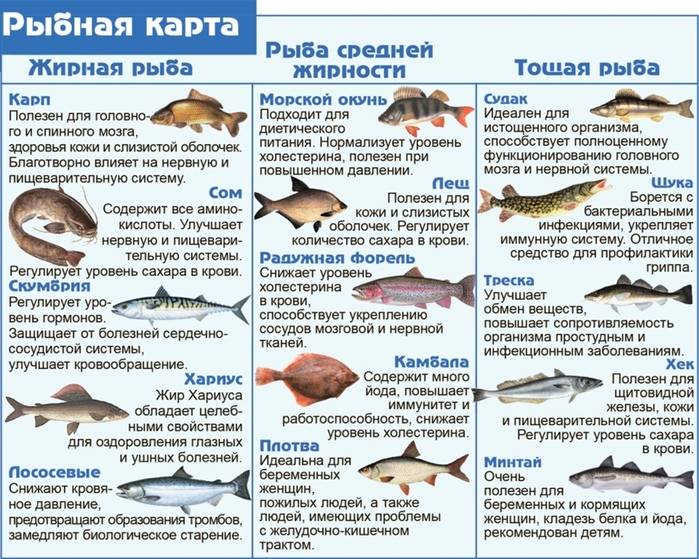 Виды и польза рыбы