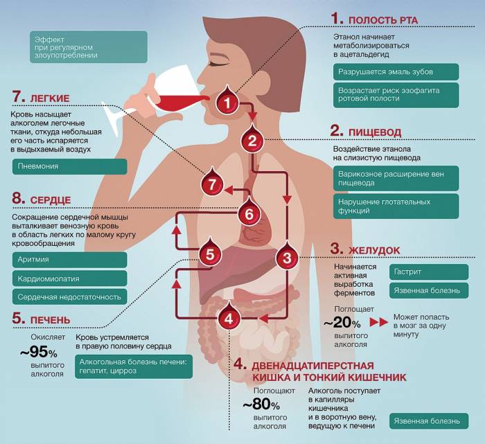 Влияние алкоголя на организм при инфекции