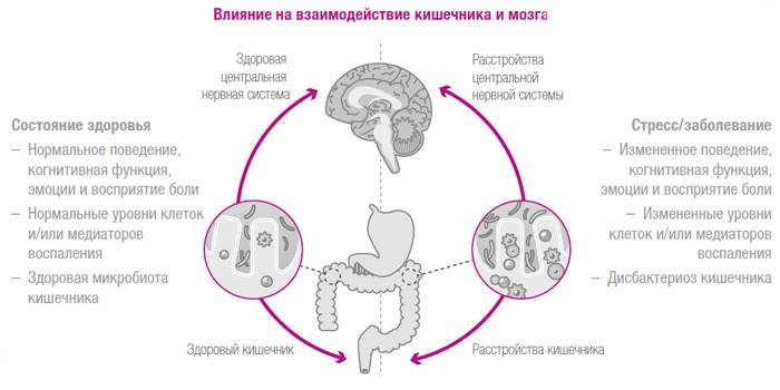Влияние на взаимодействие кишечника и мозга
