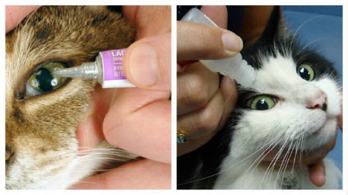 Лечение слезоточивости глаз у котов