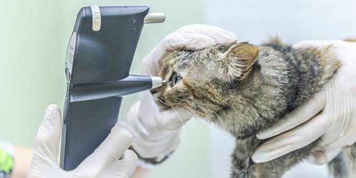 Обследование кота у ветеринара