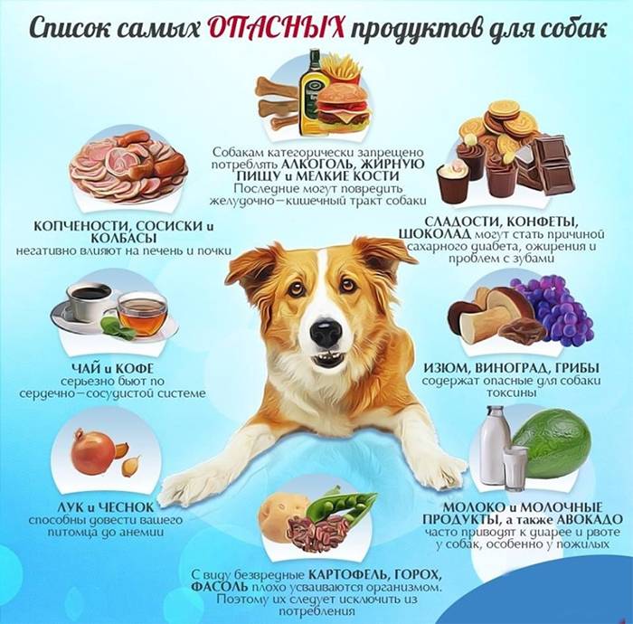 Список опасных продуктов для собак