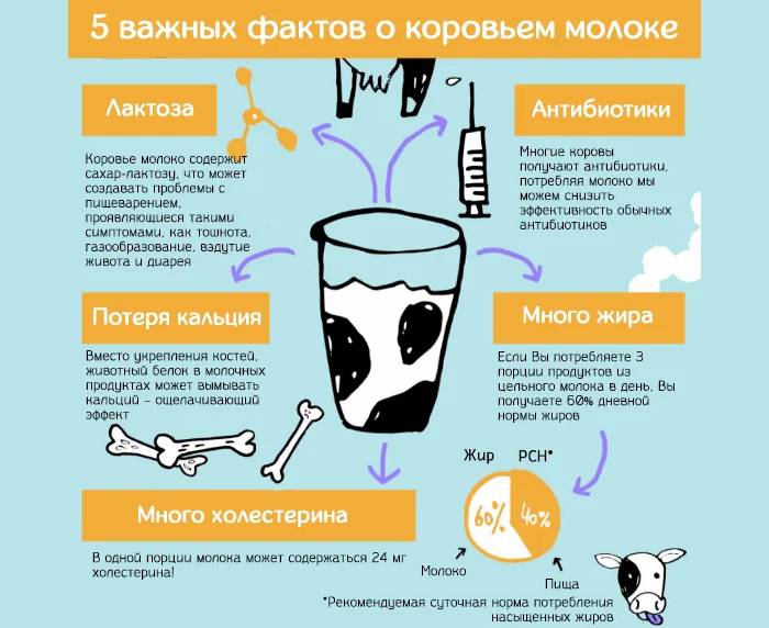 5 важных фактов о коровьем молоке