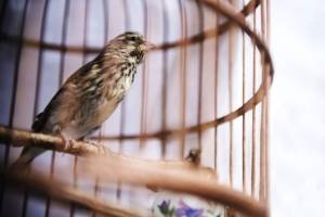 Вредны ли круглые клетки для птиц