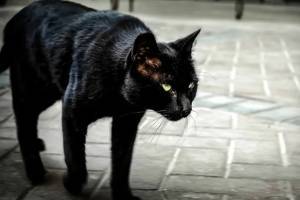 3 самых популярных суеверия про черных кошек