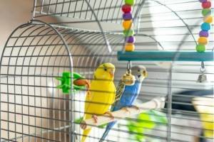 Советы по поддержанию чистоты птичьей клетки