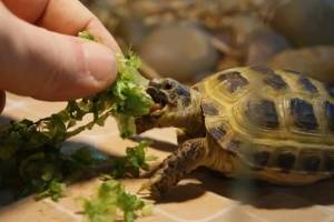 12 видов черепах, из которых получаются отличные домашние животные