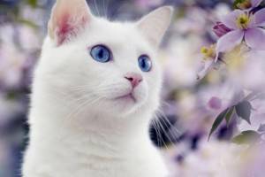 10 забавных фактов о белых кошках