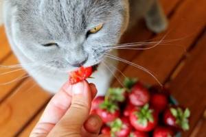 Могут ли кошки есть клубнику