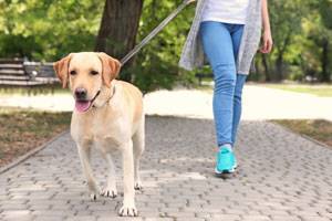 4 преимущества прогулок с собакой для вашего здоровья