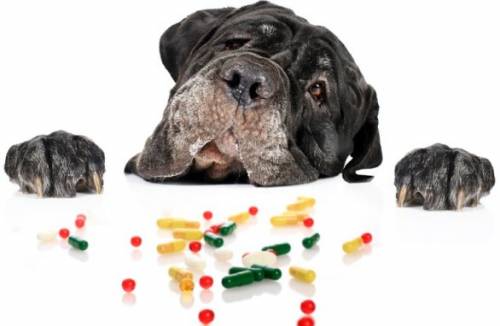 Лучшие витамины для собак крупных пород