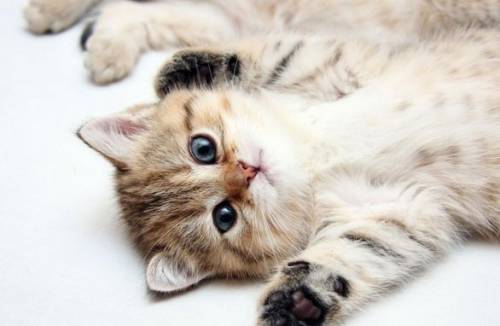 Как отучить кота гадить в неположенном месте