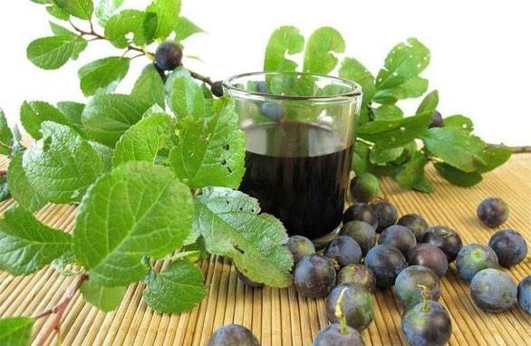 Вино из сливы в домашних условиях