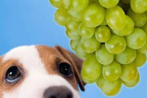 Могут ли собаки есть виноград