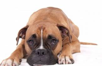 Симптомы укуса клеща у собак