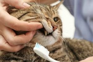 Как чистить зубы вашей кошке