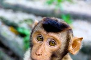 Что такое оспа обезьян