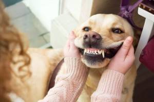 Как ухаживать за зубами вашей собаки