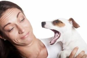 7 причин плохого запаха от собак