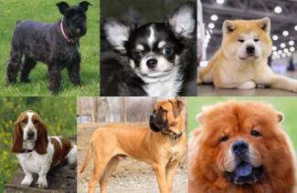 15 лучших пород собак, не требующих особого ухода