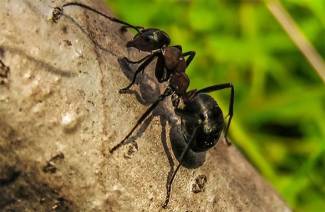6 способов избавиться от муравьев на деревьях