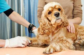 Самые распространенные виды аллергии у собак