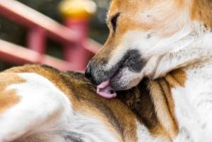 Почему собаки зализывают свои раны
