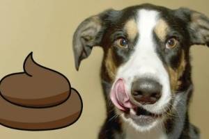 Почему собаки едят какашки