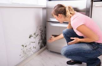 12 признаков токсичной плесени в вашем доме