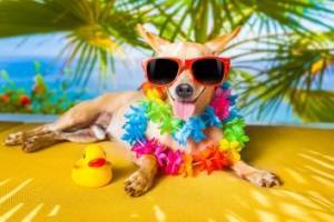 7 советов по безопасности летом для собак