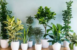 Какие 10 комнатных растений приносят счастье