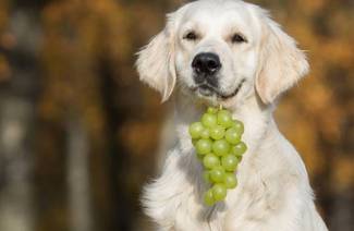 Почему виноград очень опасен для вашей собаки