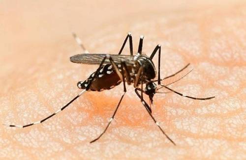 Как отпугнуть комаров