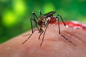 4 факта о комариных укусах