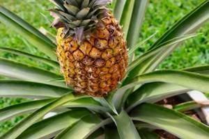 7 полезных свойств ананаса для красоты