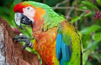 Как научить попугая разговаривать за 5 минут