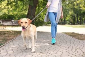 Как часто нужно выгуливать свою собаку