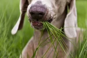  6 трав и специй, безопасных для собак