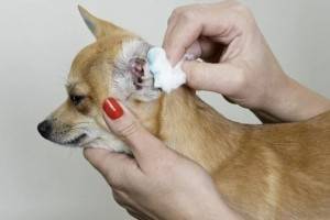 Как чистить уши собаке
