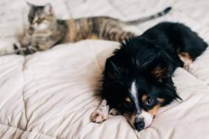 10 причин, по которым собаки лучше кошек