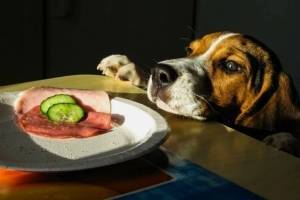 10 продуктов, которые запрещены для собак