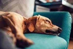 10 неприхотливых пород собак для занятых владельцев