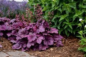 Самые неприхотливые фиолетовые растения для вашего сада
