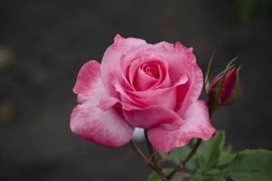 Цветы при рождении в июне: розы и жимолость